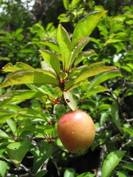 Foto de Prunus salicina 'Methley' - Fruit and leaves:Photo by Forest and Kim Starr