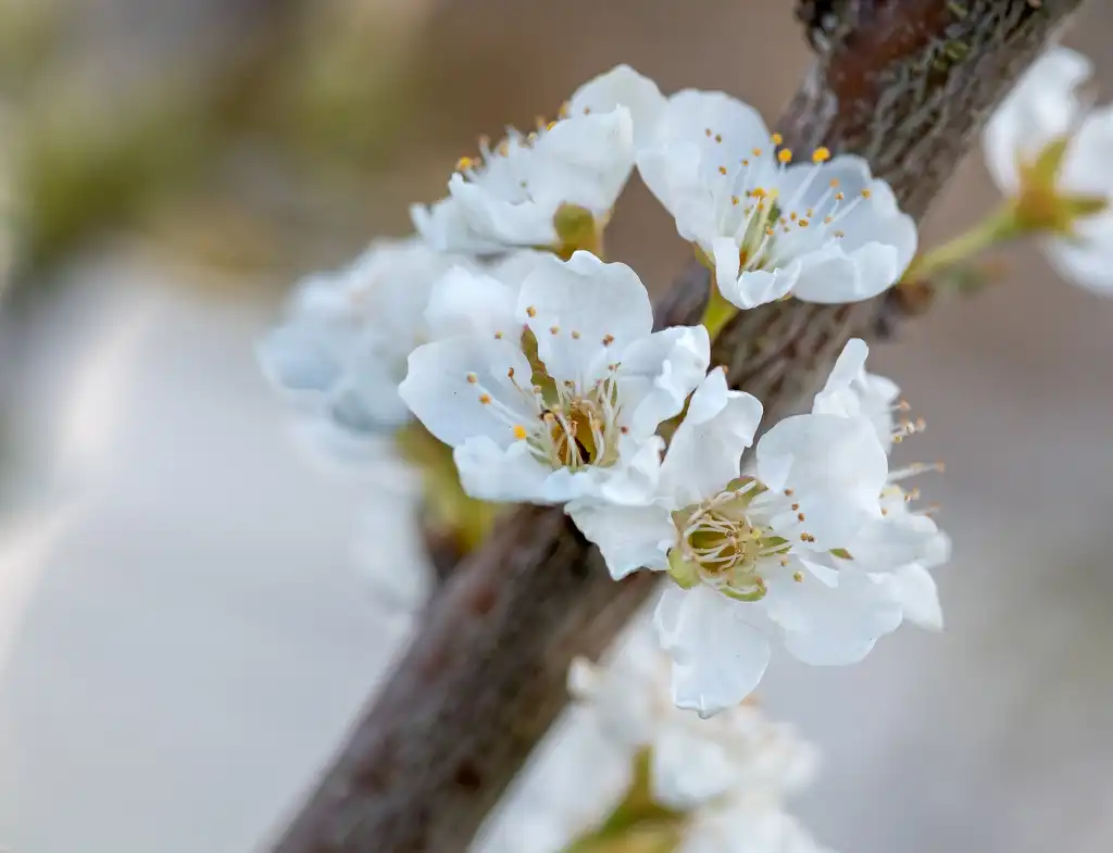 Foto de Prunus salicina (Prunus salicinas)