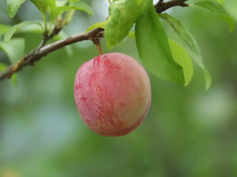 Foto de Prunus salicina (Prunus salicinas)