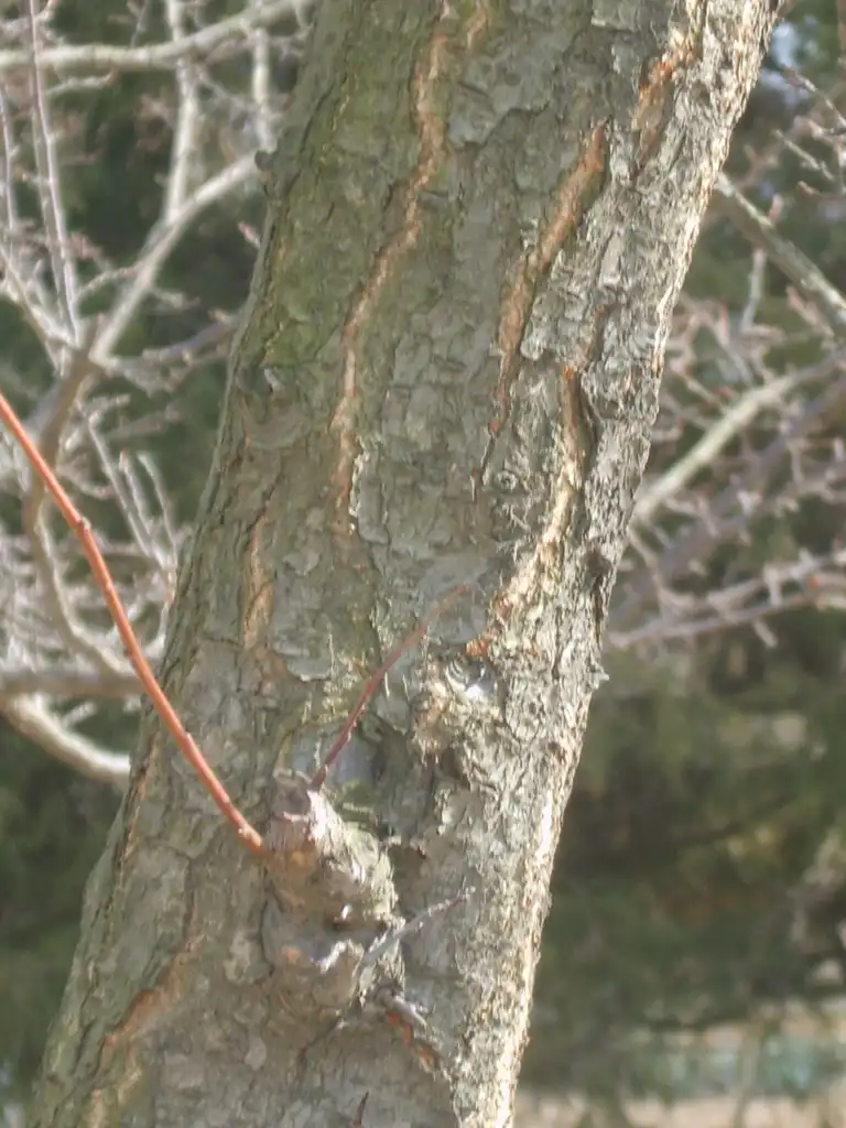 Foto de Prunus salicina - Bark:Dalgial