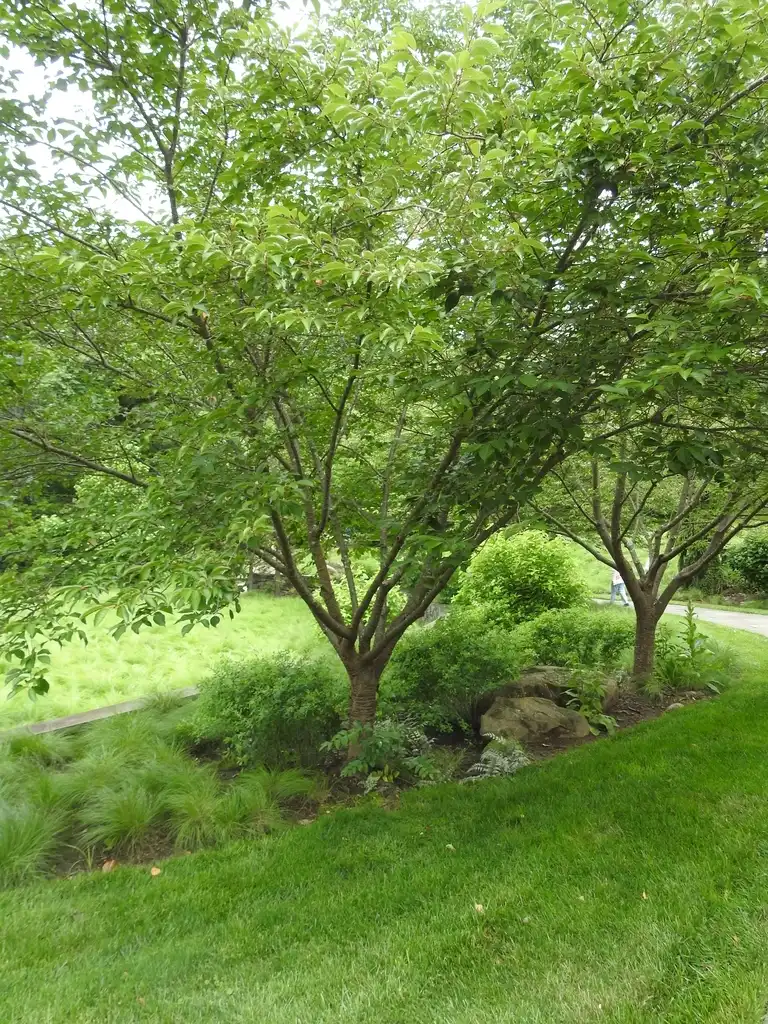Foto de Prunus serotina (Prunus serotinas)