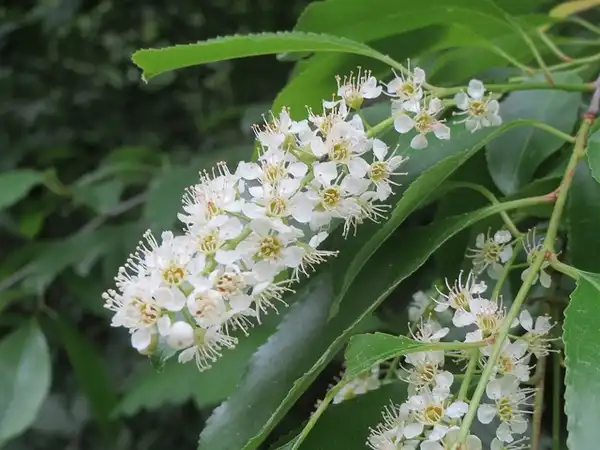 Foto de Prunus serotina (Prunus serotinas)