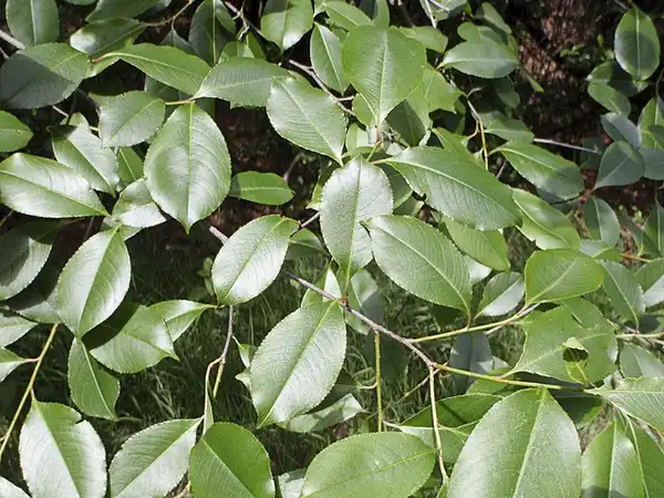 Foto de Prunus serotina - Leaves:Chris Moody