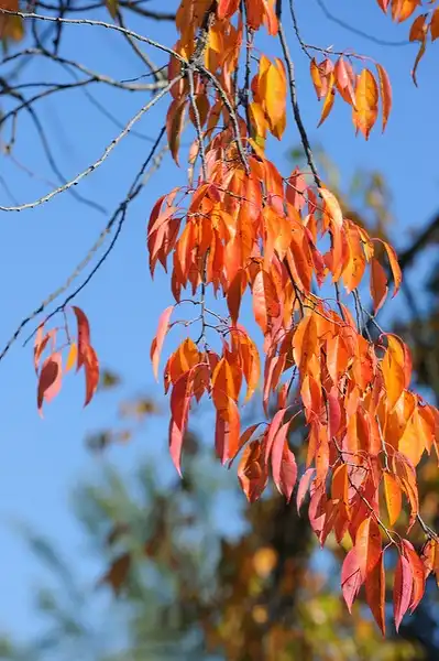 Foto de Prunus serotina - Fall color:JanetandPhil