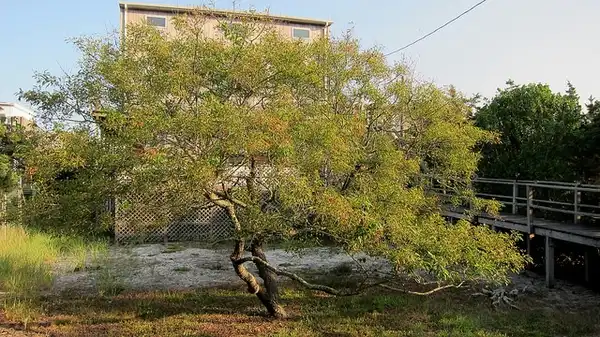 Foto de Prunus serotina - Form:KM