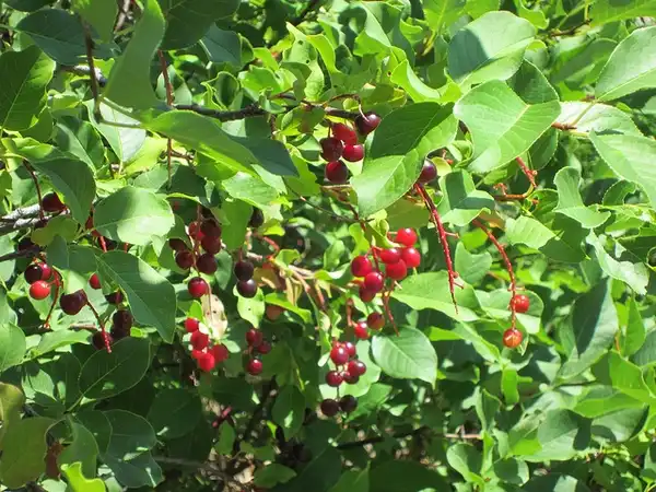 Foto de Prunus serotina - Fruit:Lee Anne McConnaughey
