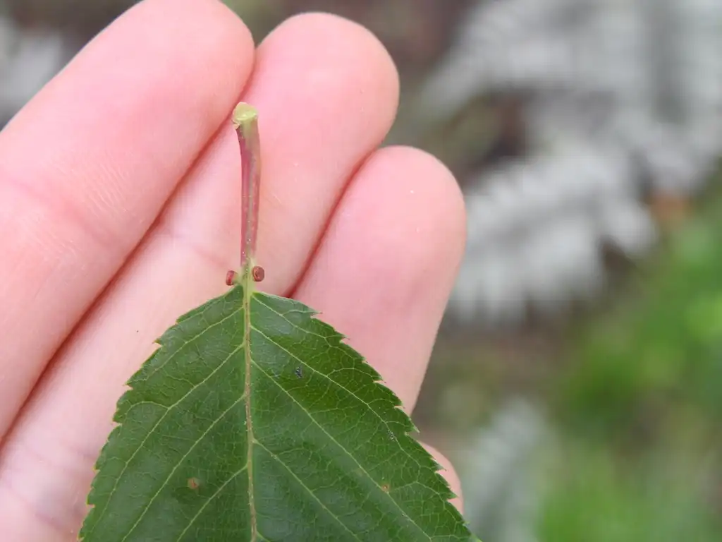 Foto de Prunus serotina - 2 glands on petiole:Kathleen Moore