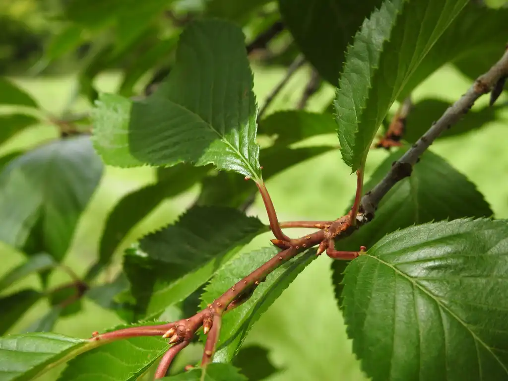 Foto de Prunus serotina - Leaf arrangement buds:Kathleen Moore