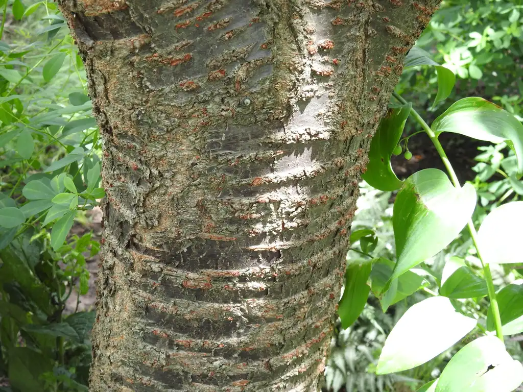 Foto de Prunus serotina - Lenticles shiny bark:Kathleen Moore