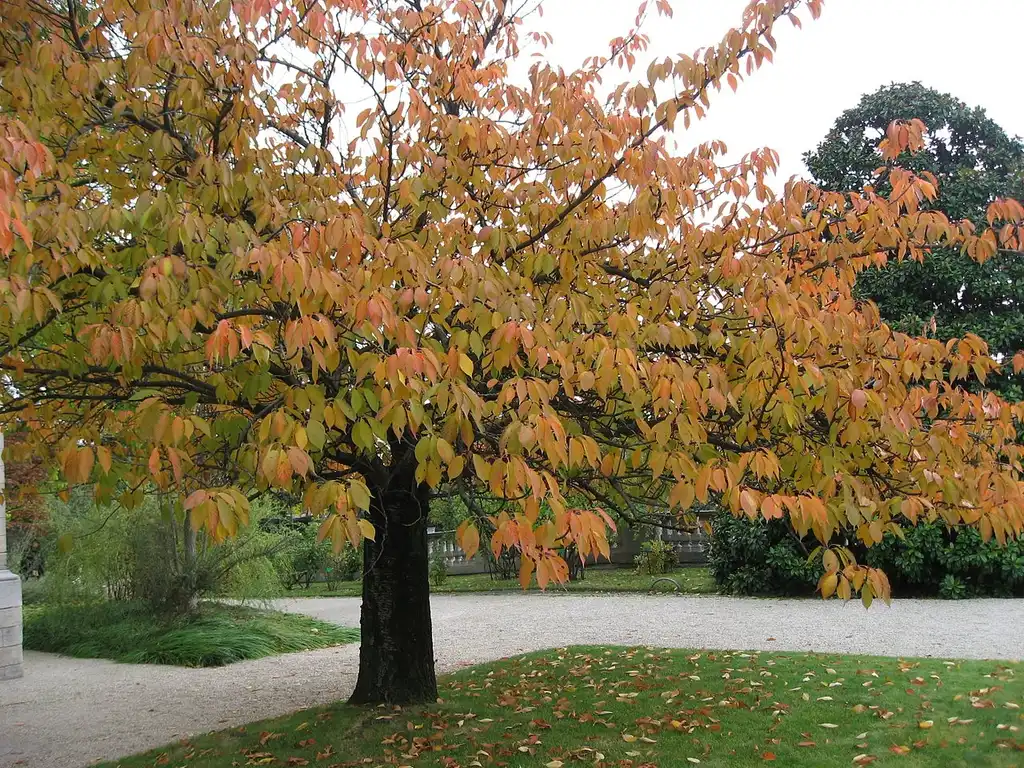 Foto de Prunus serrulata 'Ukon' (Prunus serrulata 'Ukon's)