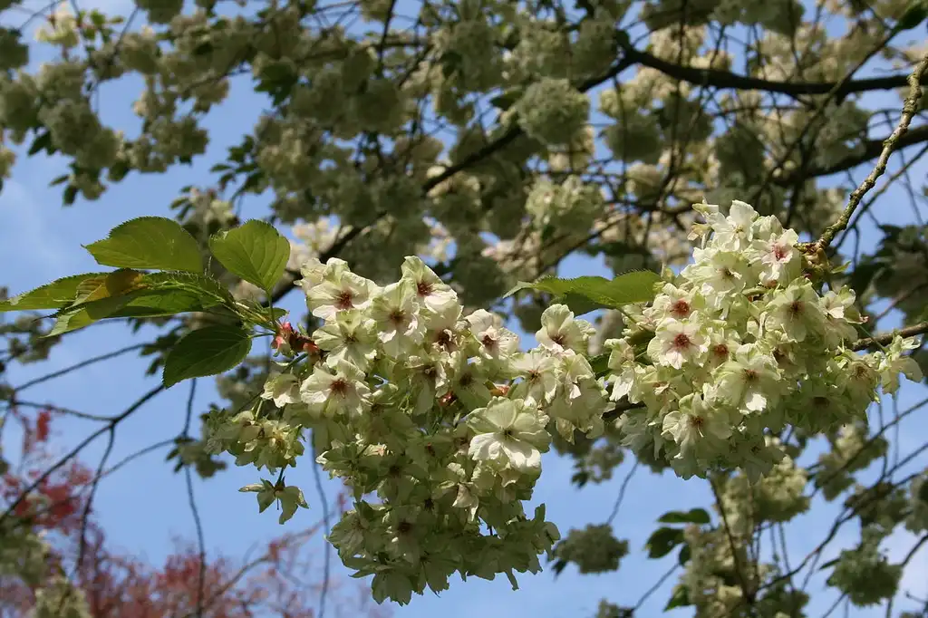 Foto de Prunus serrulata 'Ukon' (Prunus serrulata 'Ukon's)