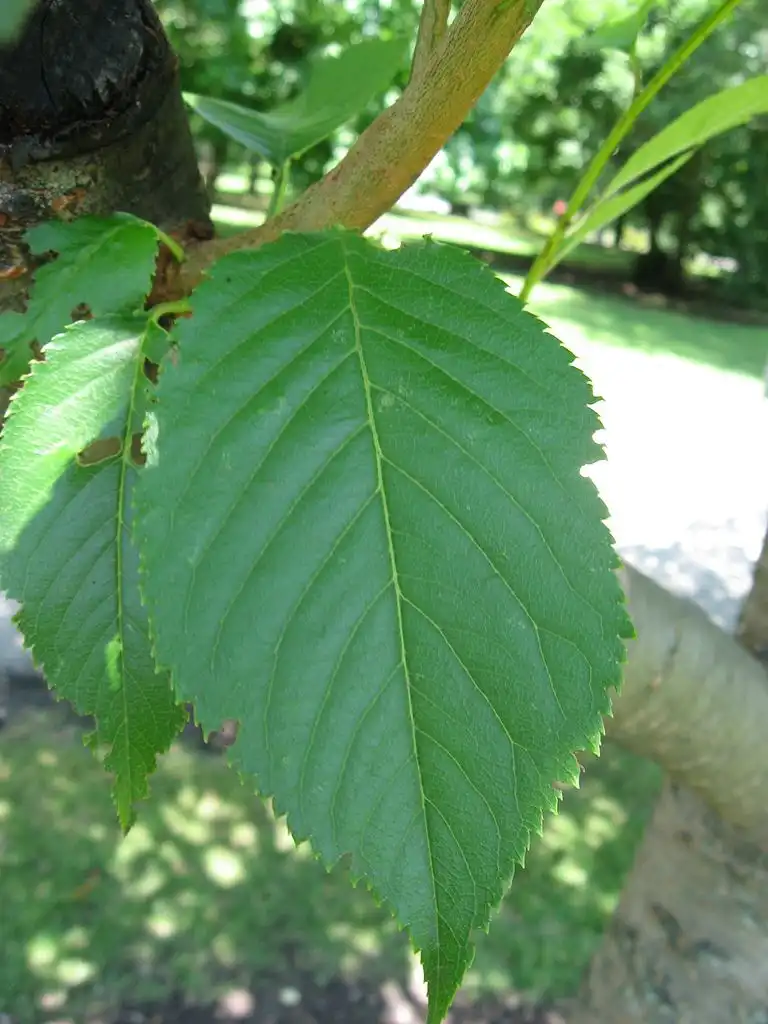 Foto de Prunus serrulata 'Ukon' - leaf:Chhe