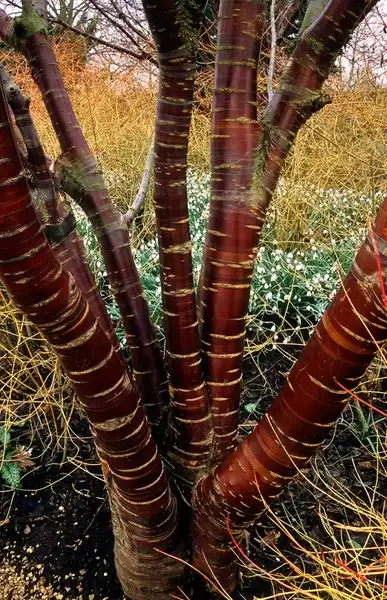 Foto de Prunus serrulata (Prunus serrulatas)