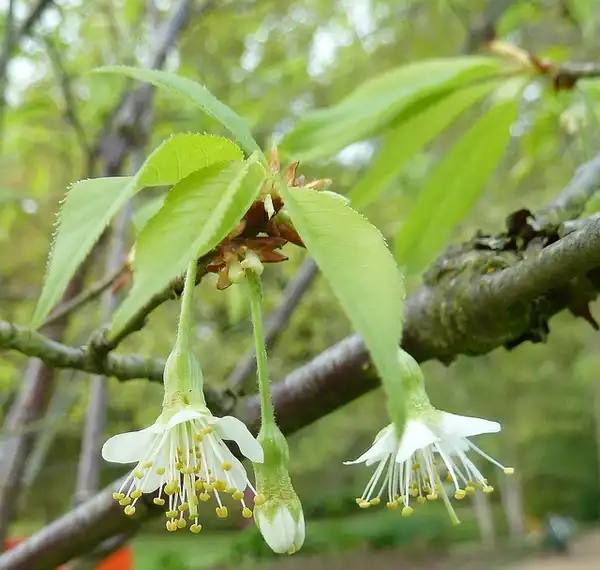 Foto de Prunus serrulata (Prunus serrulatas)