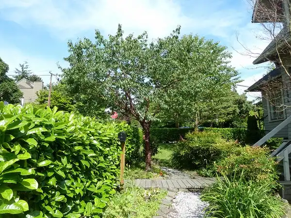 Foto de Prunus serrulata - whole tree:Wendy Cutler