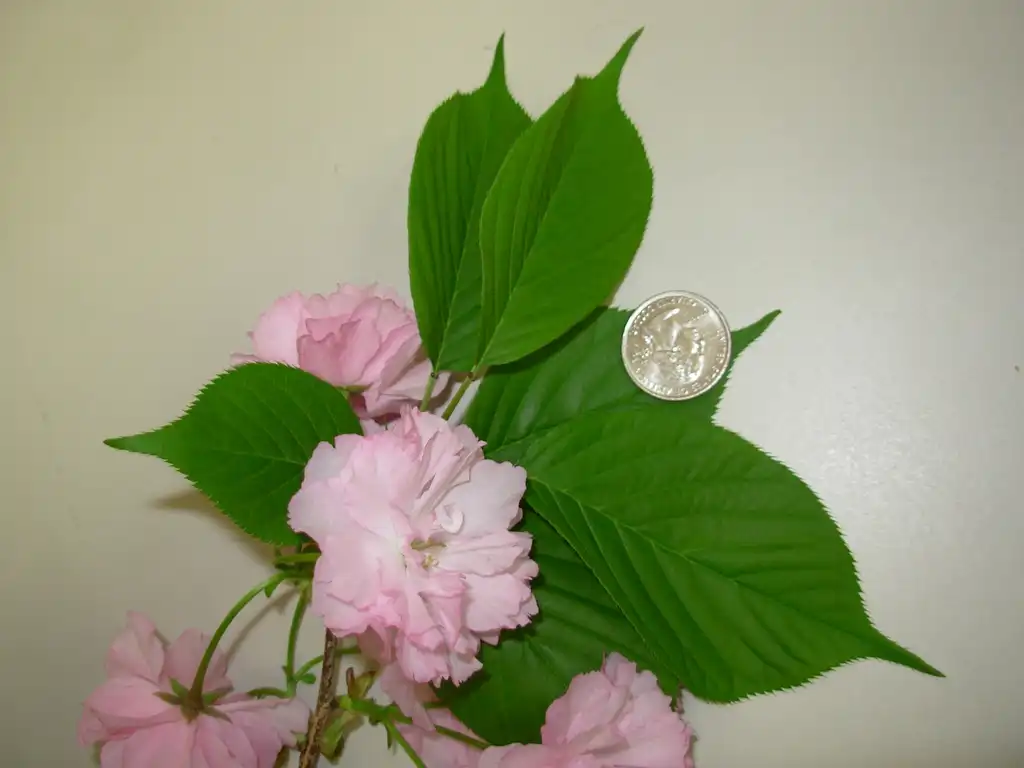 Foto de Prunus serrulata - 'Kwanzan' Flower and Leaf Detail:Jim Robbins
