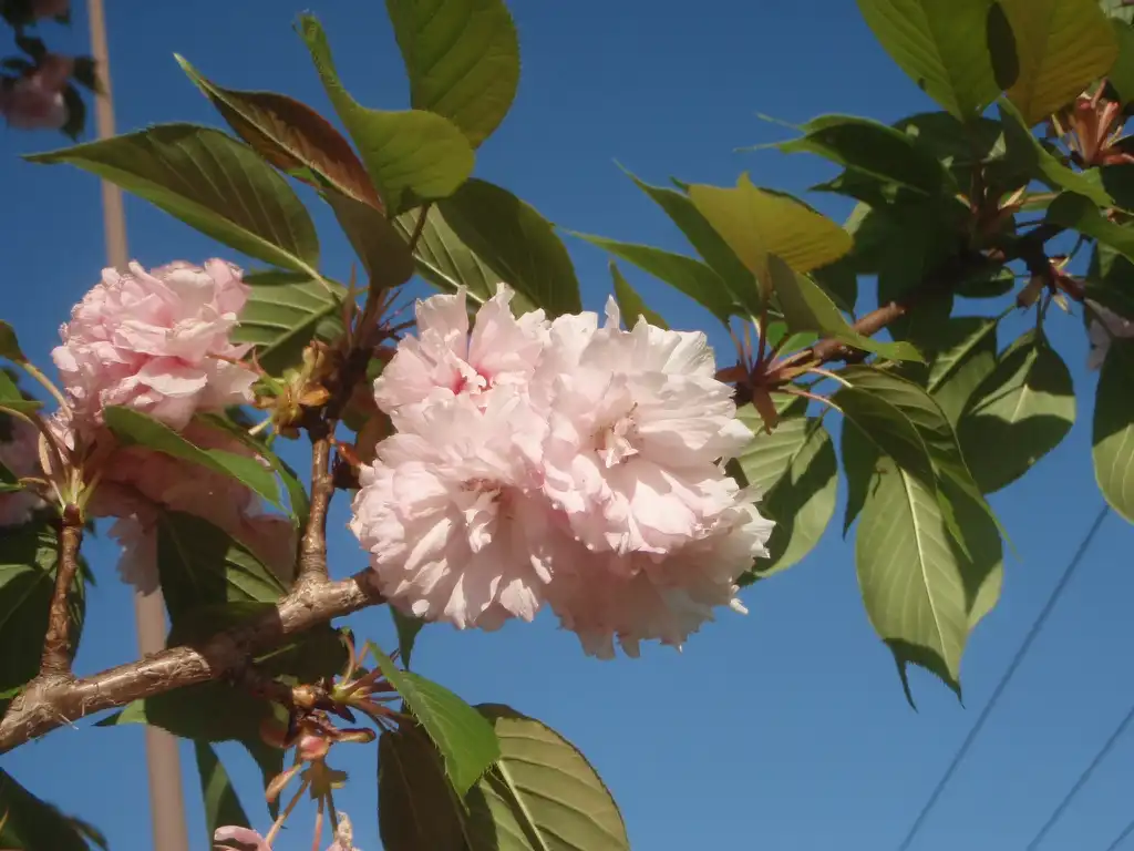 Foto de Prunus serrulata - 'Kwanzan' Flower and Leaf:Jim Robbins