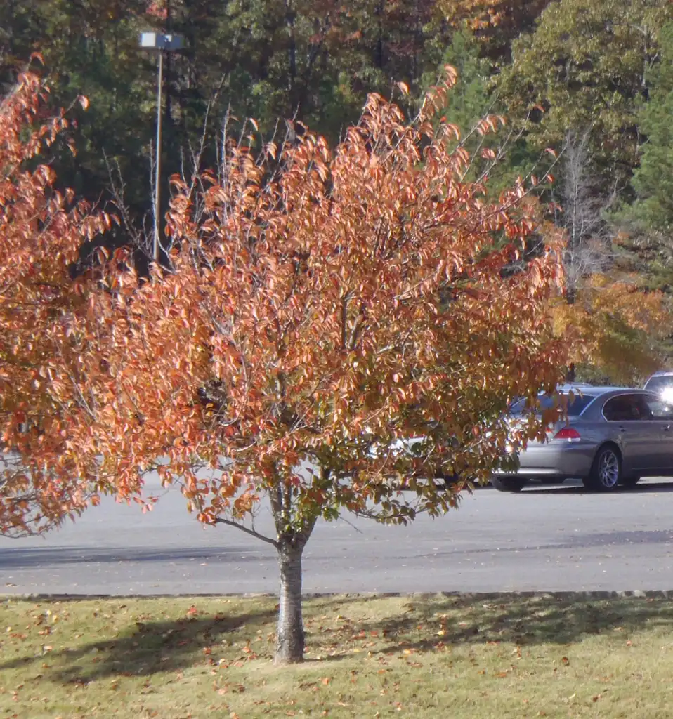 Foto de Prunus serrulata - 'Kwanzan' Fall Color Form:Jim Robbins