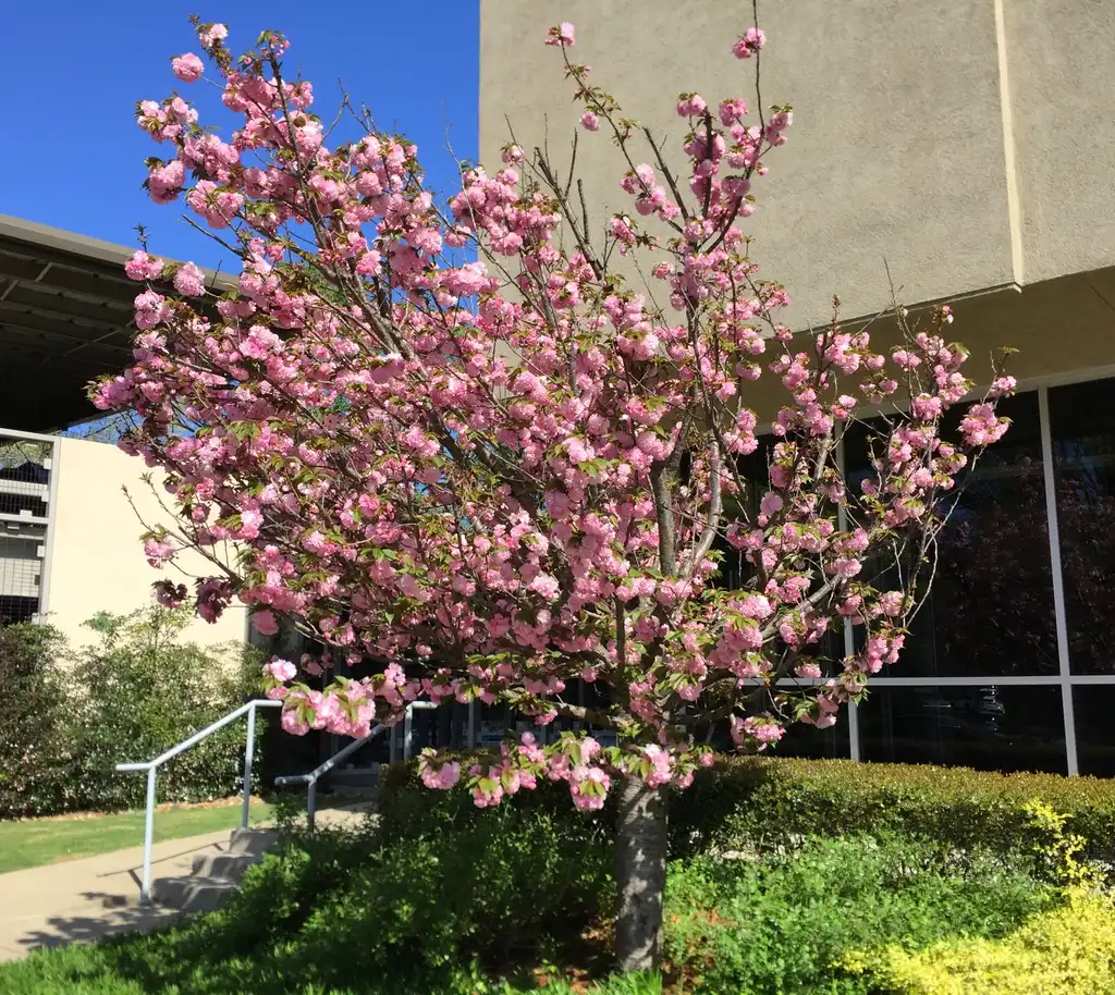 Foto de Prunus serrulata - 'Kwanzan' Form and full bloom:Jim Robbins