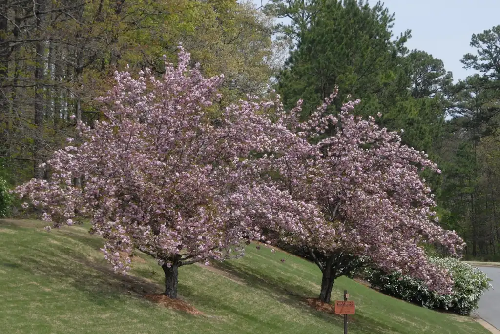 Foto de Prunus serrulata - 'Kwanzan' Flower Form:Jim Robbins