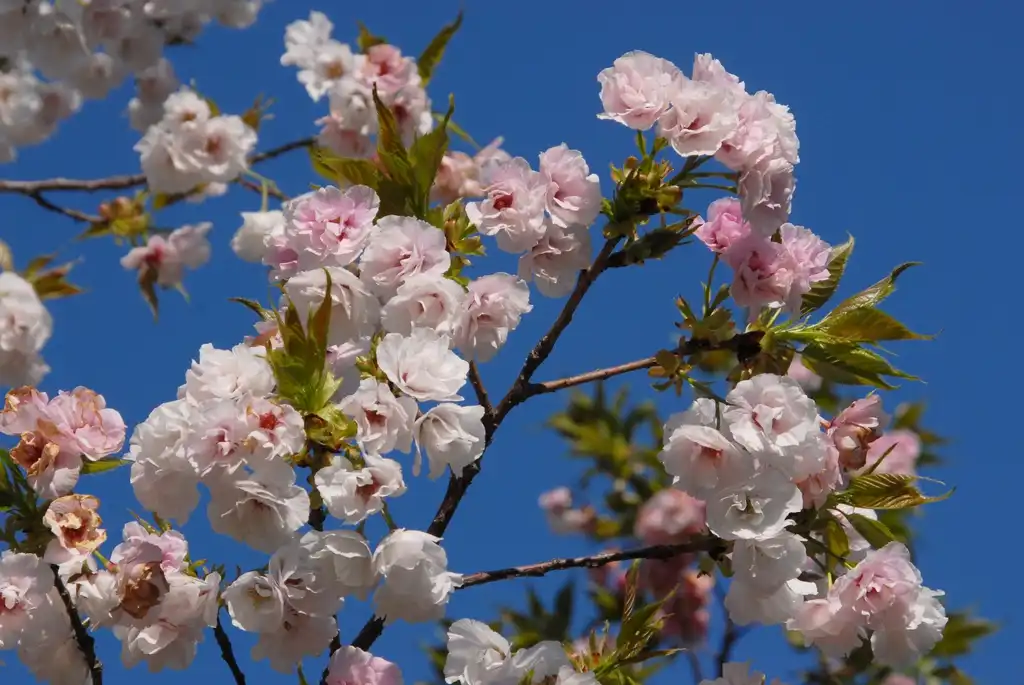 Foto de Prunus serrulata - 'Mt Fuji' Flowers:Jim Robbins