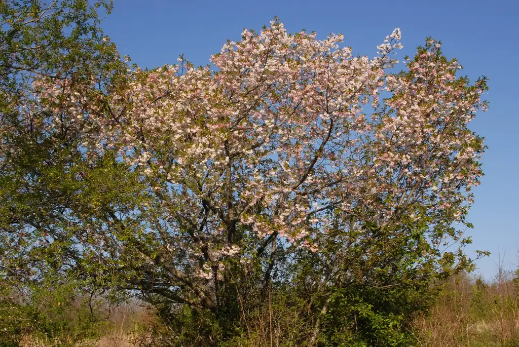 Foto de Prunus serrulata - 'Mt Fuji' Flower Form:Jim Robbins