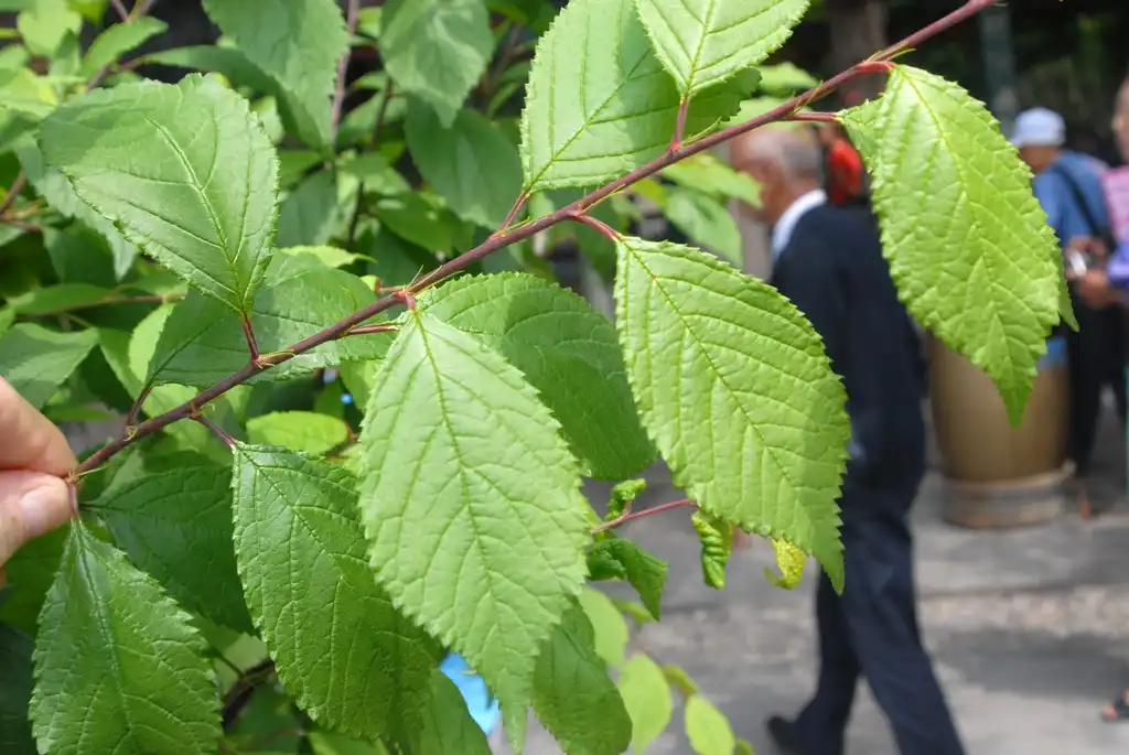 Foto de Prunus tomentosa (Prunus tomentosas)