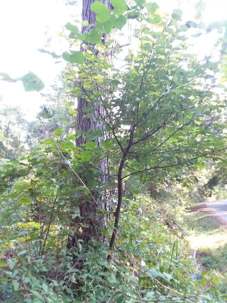 Foto de Prunus umbellata (Prunus umbellatas)