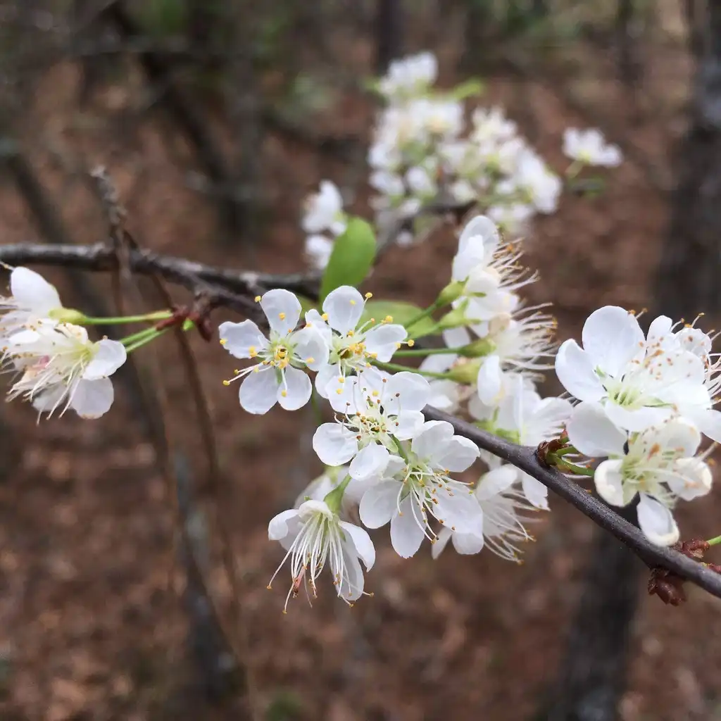Foto de Prunus umbellata (Prunus umbellatas)
