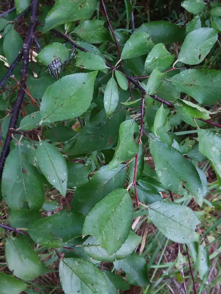Foto de Prunus umbellata - Leaves:Will McFarland
