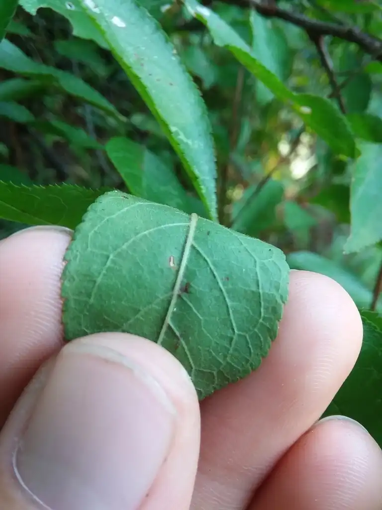Foto de Prunus umbellata - Underside of leaf:Will McFarland
