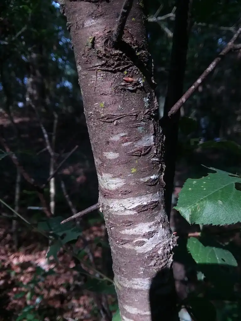 Foto de Prunus umbellata - Bark:Will McFarland