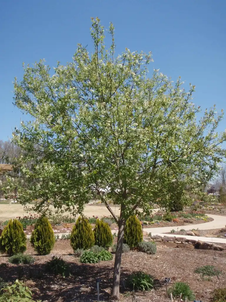 Photo of Prunus virginiana (Prunus virginianas)