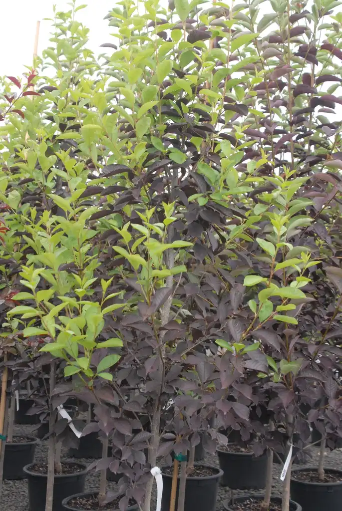 Photo of Prunus virginiana (Prunus virginianas)