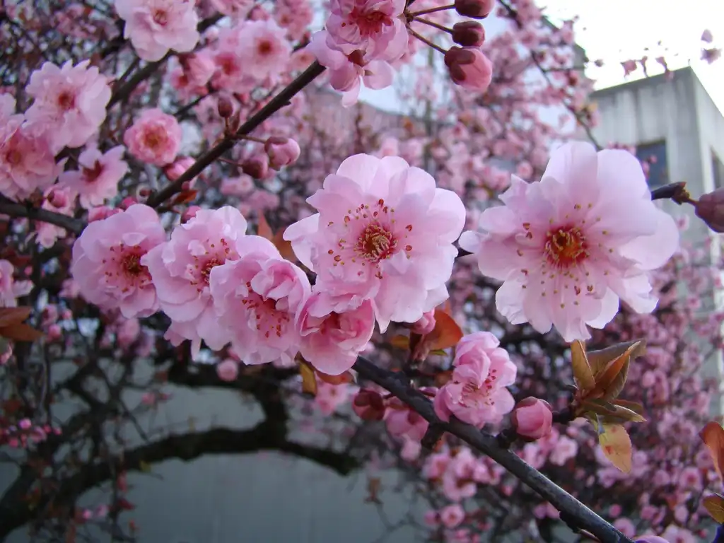 Foto de Prunus x blireiana (Prunus x blireianas)