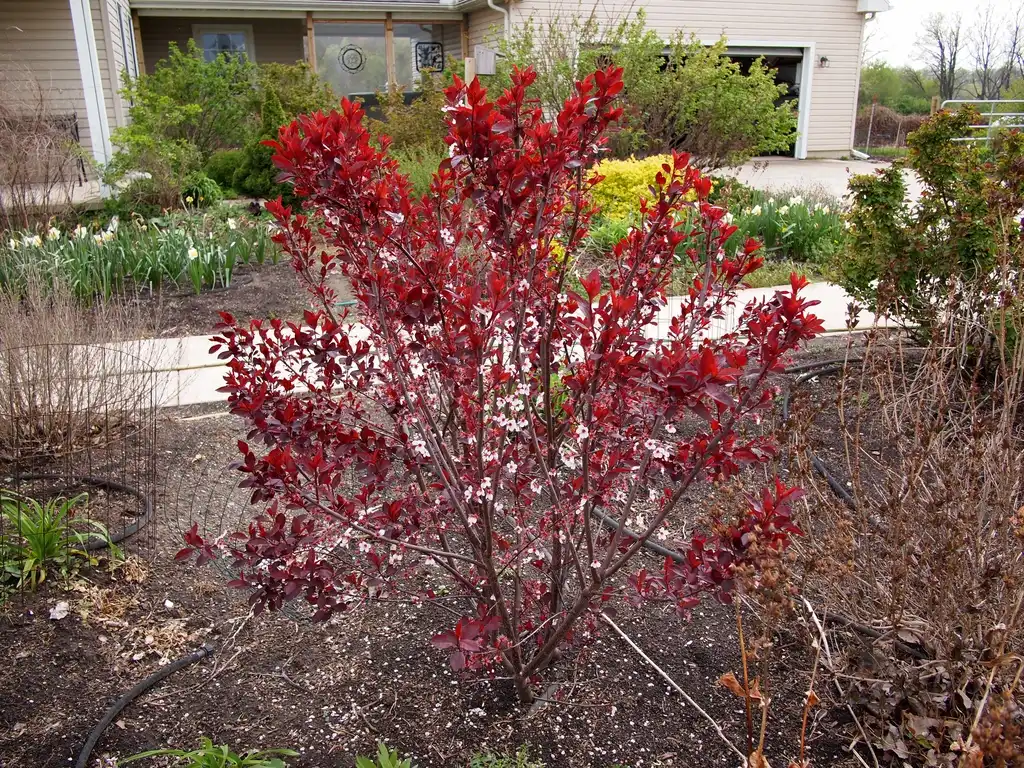 Фото Prunus x cistena (Prunus x cistenas)