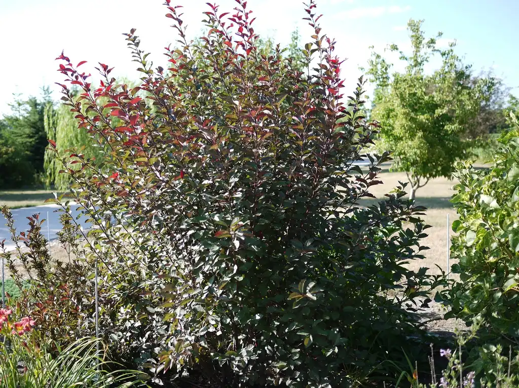 Фото Prunus x cistena (Prunus x cistenas)