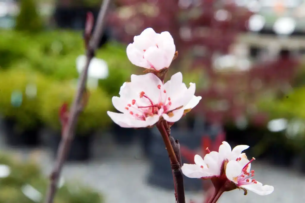 Фото Prunus x cistena - Flowers and stems:David J. Stang