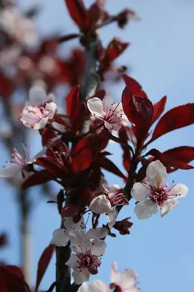Фото Prunus x cistena - Flowers:raz1940 et Charlotte