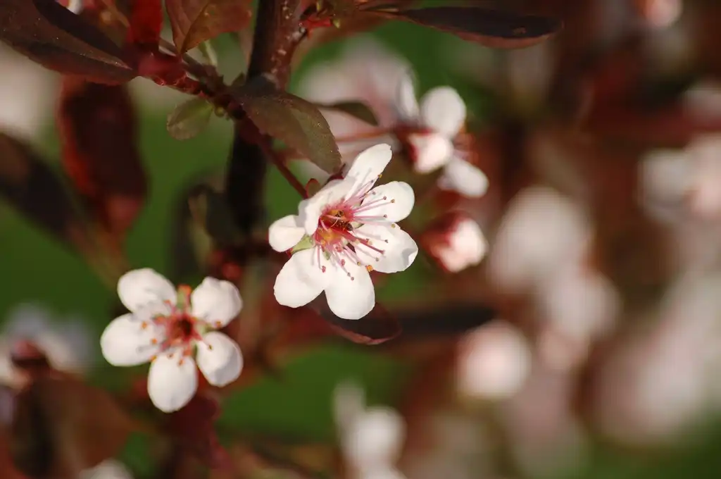 Фото Prunus x cistena - Flowers:Moralist