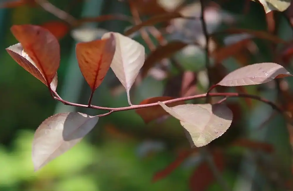 Фото Prunus x cistena - Leaves:David J. Stang