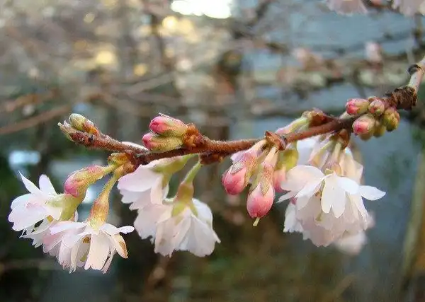 Foto de Prunus x subhirtella 'Autumnalis' (Prunus x subhirtella 'Autumnalis's)