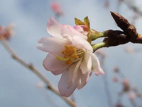 Foto de Prunus x subhirtella 'Autumnalis' (Prunus x subhirtella 'Autumnalis's)