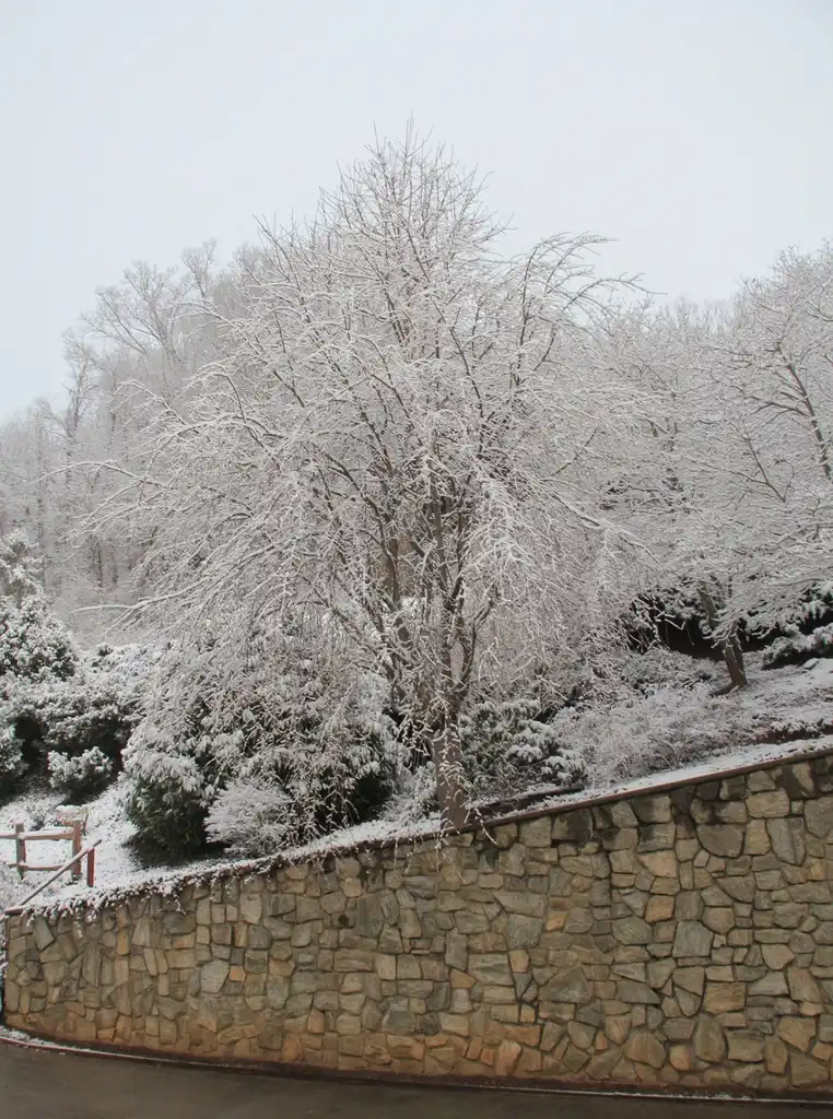 Foto de Prunus x subhirtella 'Pendula' (Prunus x subhirtella 'Pendula's)