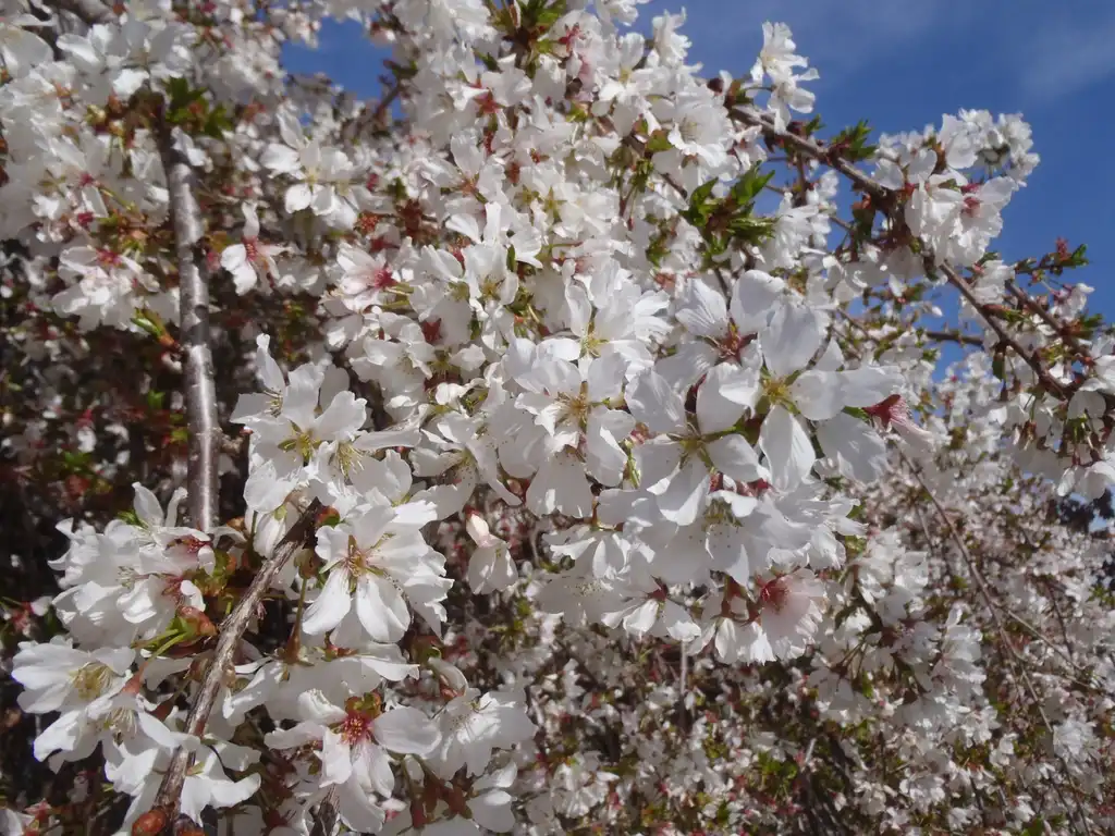 Фото Prunus x subhirtella 'Snozofam' Snow Fountains® (Prunus x subhirtella 'Snozofam' Snow Fountains®s)