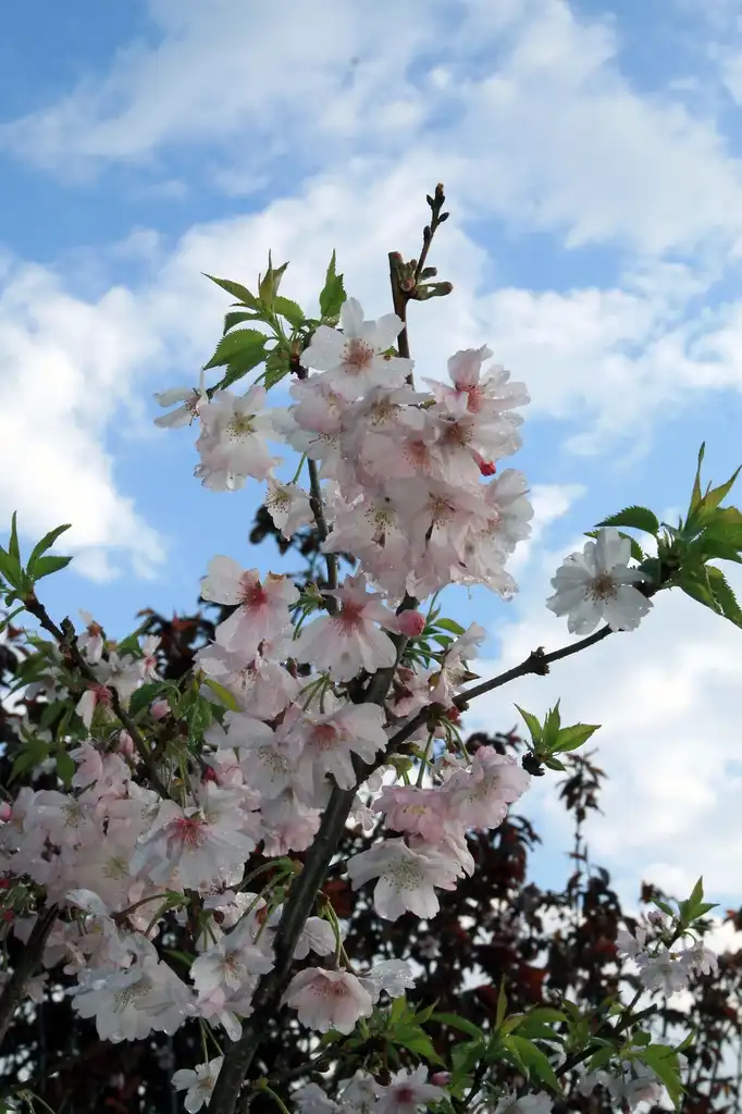 Photo of Prunus x subhirtella (Prunus x subhirtellas)