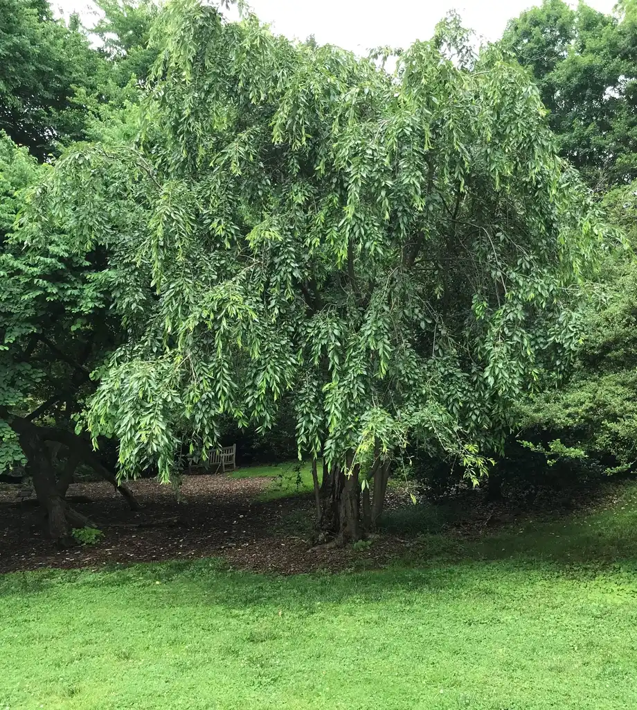 Photo of Prunus x subhirtella (Prunus x subhirtellas)