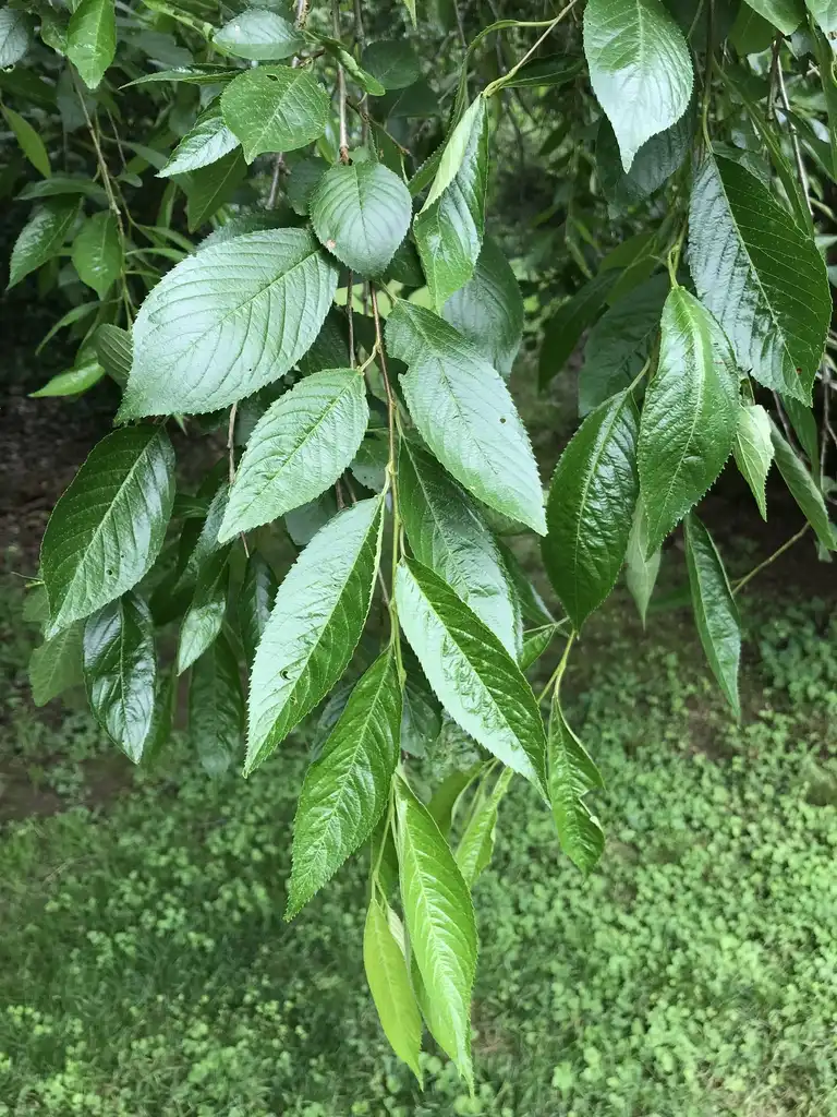 Photo of Prunus x subhirtella - Leaves:Lucy Bradley