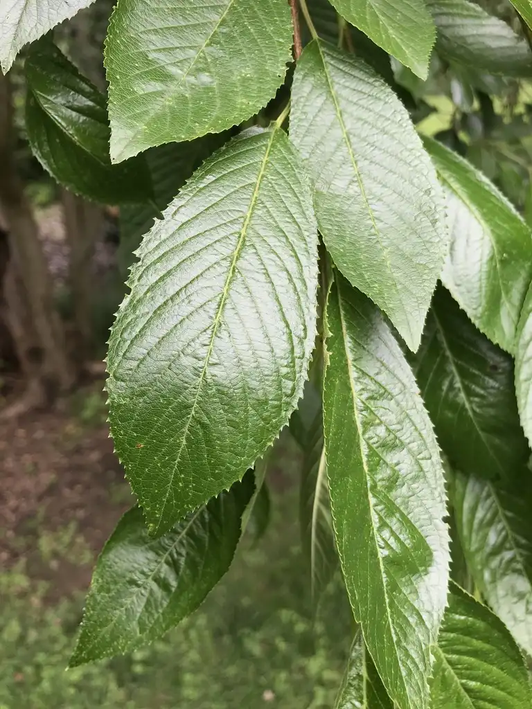 Photo of Prunus x subhirtella - Leaves:Lucy Bradley