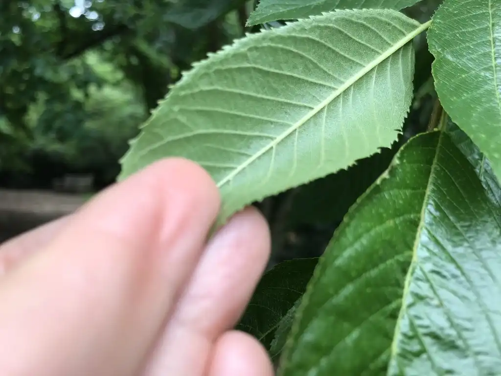 Photo of Prunus x subhirtella - Back of leaf:Lucy Bradley